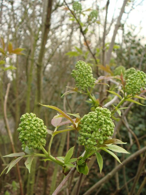 Sambucus racemosa fleur P2A